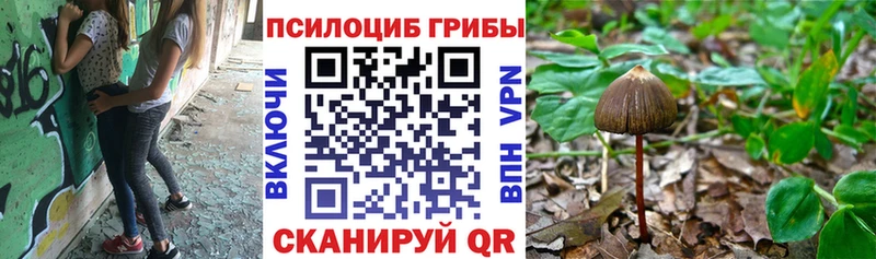 Галлюциногенные грибы Psilocybe  где продают наркотики  Азов 